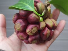 -双龙商场(环城南路店)