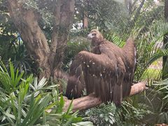 -广州长隆飞鸟乐园