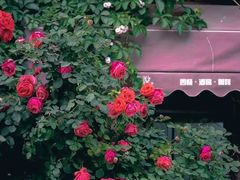 -元大都城垣遗址公园