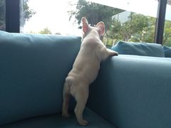 -爱妮康宠物医院·干细胞免疫细胞·肿瘤·心脏(张江店)