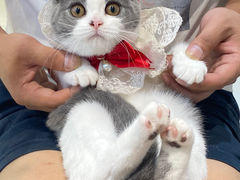 -lincat·猫舍(广州店)