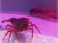 -虾弄弄海派小龙虾·牛羊蝎子火锅