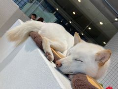 -柴务处·柴犬主题狗咖