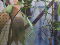 android_upload_pic-上海大自然野生昆虫馆