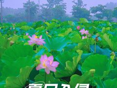 -梁鸿国家湿地公园