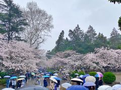 -武汉大学-樱园