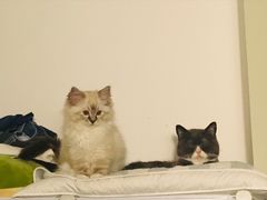 -喵zoo家庭繁育猫舍(尖东智能花园店)