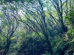 -阳台山自然风景区