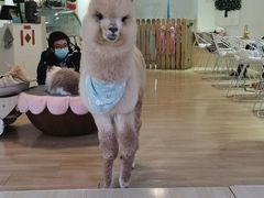 -Heymao猫咖.咖啡厅(东门店)