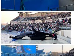 -上海海昌海洋公园