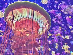 -海合安青岛极地海洋公园