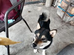 -柴犬高等学院·狗咖·柴犬售卖·宠物训练