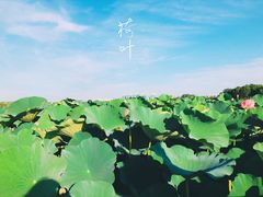 -荷塘月色湿地公园·向阳花洲