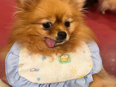-和它·交个朋友·狗咖猫咖(爱琴海店)