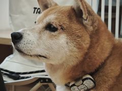 -是阿柴呀！柴犬咖啡·爱喵喵猫咖
