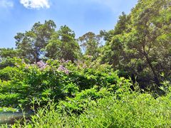 -火炉山森林公园