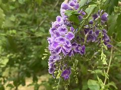 -莲花山公园