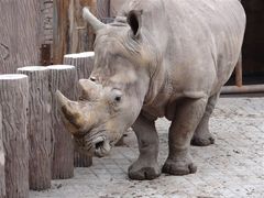 -石家庄市动物园