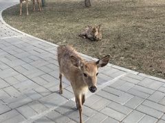 -北京鹿世界主题园