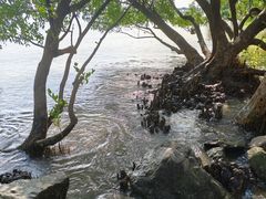 -宝安西湾红树林湿地公园