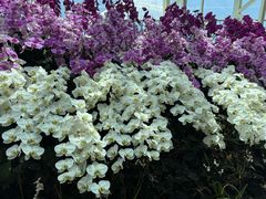 -石家庄市植物园