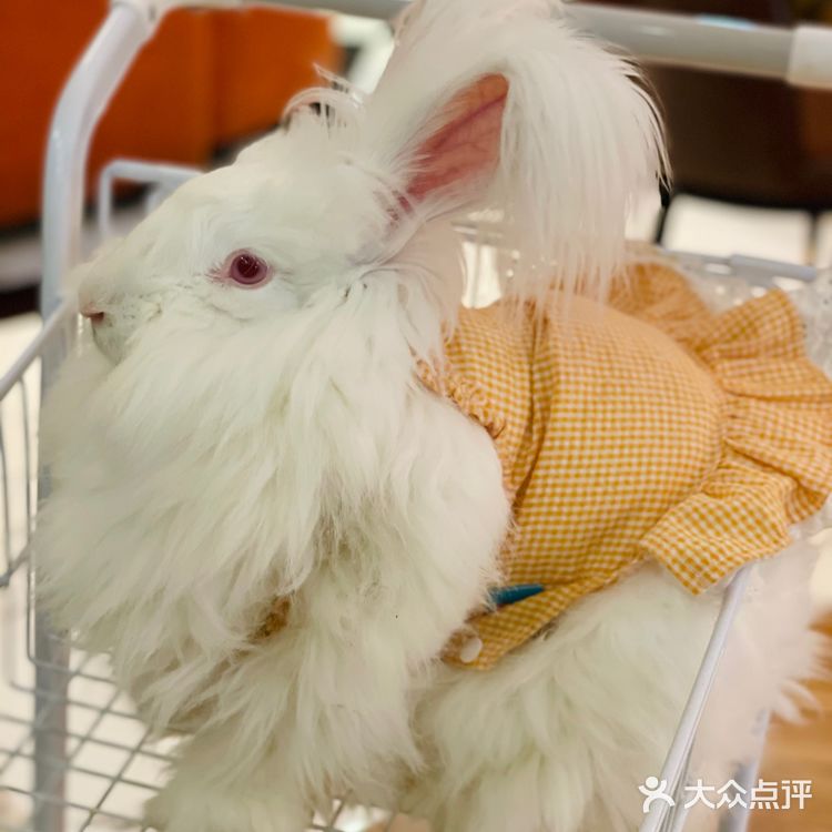 Nice to meet U 安哥拉兔巨兔体验馆