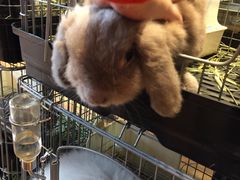 -藦茜花园宠物主题亲子互动体验馆(国顺东路店)