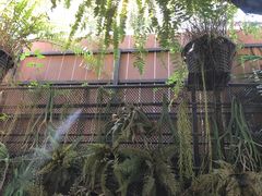 -Fern Forest Cafe
