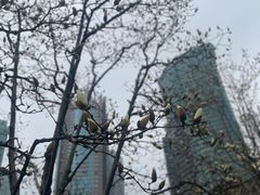 -陆家嘴中心绿地