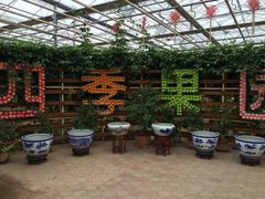 iphone_upload_pic-上海都市菜园