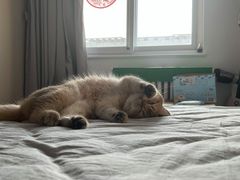 -猫大福·Fortune Cat猫舍(百子湾店)