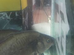 -老字号·阿里巴巴特色牦牛肉汤锅