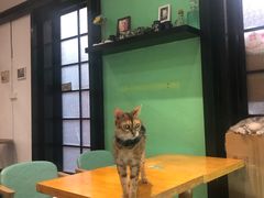 -猫色咖啡·猫咖
