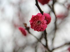 -香雪海