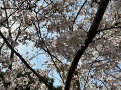 -径山花海