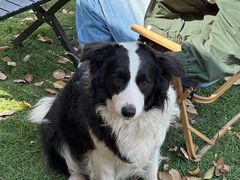 -J Create城市露营咖啡·简餐·宠物(上海动物园店)