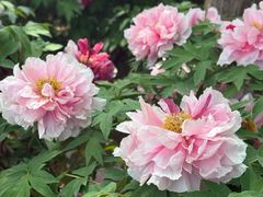 -石家庄市植物园