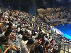 -芜湖新华联大白鲸海洋公园