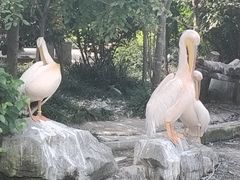 -成都动物园