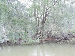 -大湾区中央湿地公园