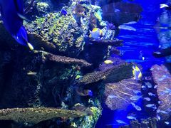 -上海海洋水族馆