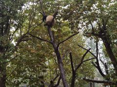 -都江堰中华大熊猫苑