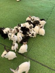 -萌宠亲子动物乐园(槐房万达店)