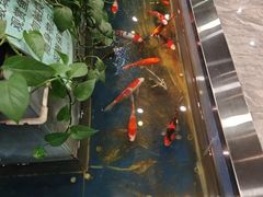 -洞庭家宴·头牌甲鱼(广渠门店)