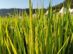 -艾米稻香小镇