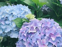 -深圳仙湖植物园