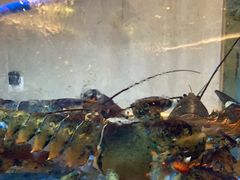 -皇朝尊会(龙之梦大酒店)