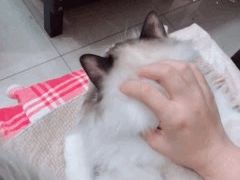 -芭比堂动物医院·犬猫全科·异宠专科(雁塔分院)
