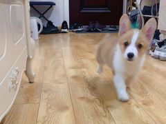 -翊宠yipet猫狗购宠庄园犬舍•猫舍