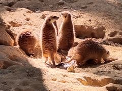 -广州长隆野生动物世界